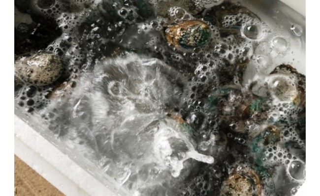 やわコリ食感紀州活アワビ【19-20個入】｜ 海産物 海鮮 魚介