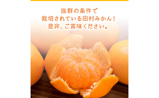 【和歌山特産品】【プレミアムブランド】絶品!田村みかん 