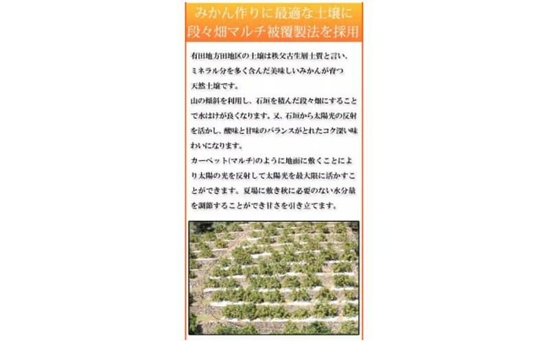 【先行予約】赤秀品　紀州有田産濃厚完熟温州みかん　３kg