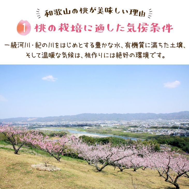 【先行予約】【夏の美味】フルーツ王国 和歌山の桃 約2kg 