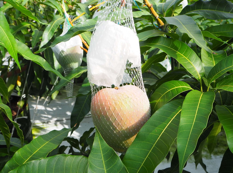 【2026年先行予約】紀州美浜しおさい マンゴー 2玉（0.8～0.9k