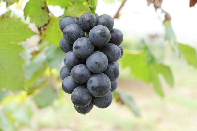 【定期便】和歌山の夏の人気果実2回お届け便
※着日指定