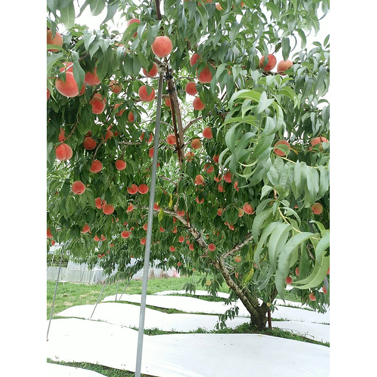 〈先行予約受付〉和歌山県産 川中島白桃 約3kg(8～13玉入)≪