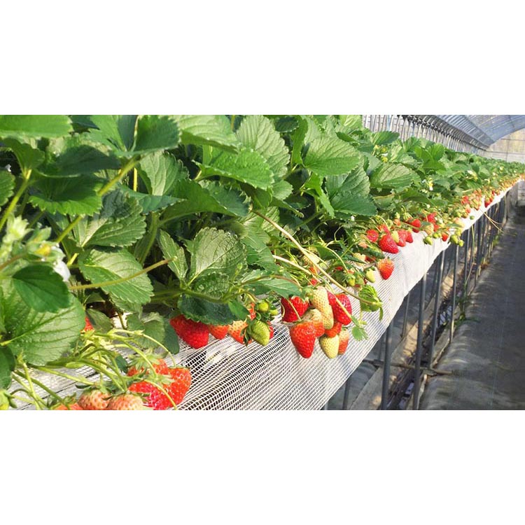 はないちご農園「まりひめ2パック」
※着日指定不可
※北