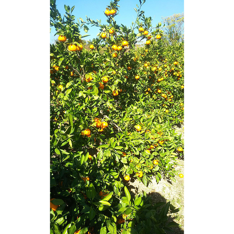 完熟木なりハッサクみかん贈答用特選　10kg箱入 | はっさく 