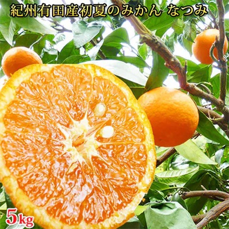 〈定期便〉【1・2・3・4月 全4回】紀州和歌山産旬の柑橘セ