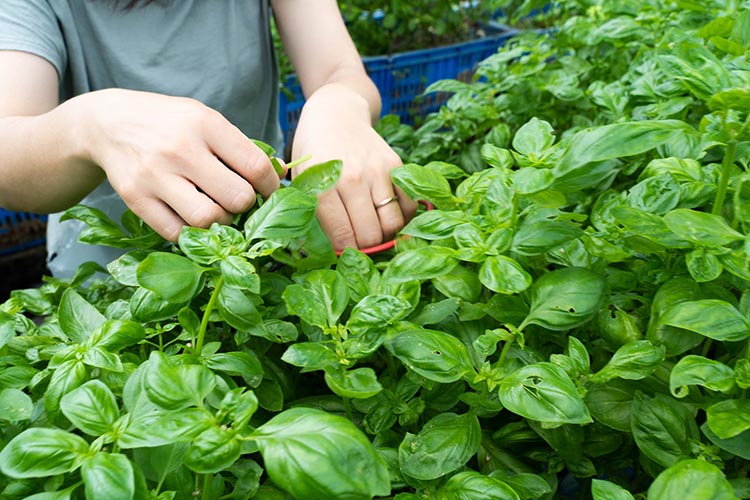 農家だからできる濃厚『無添加 バジルソース』パック入り4