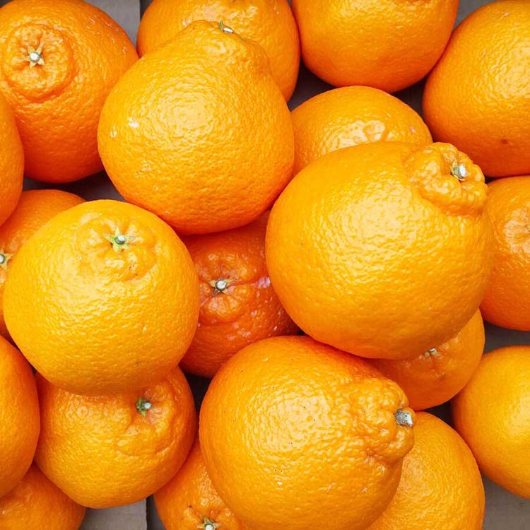 不知火（しらぬい） オレンジ みかん 家庭用 2kg ｜ 訳あり 