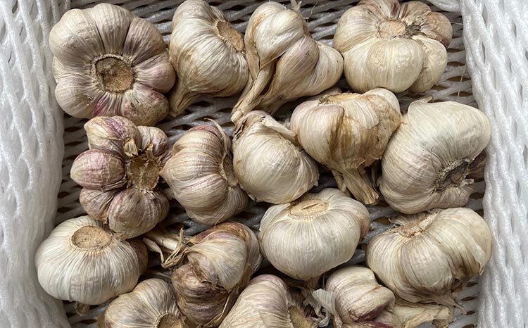 和歌山県産生にんにく約1kg　ご家庭用 ※2026年5月上旬～5月