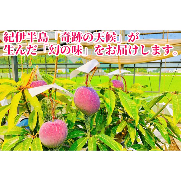◆先行予約◆和歌山県産　紀州完熟マンゴー『吉玉』1玉入
