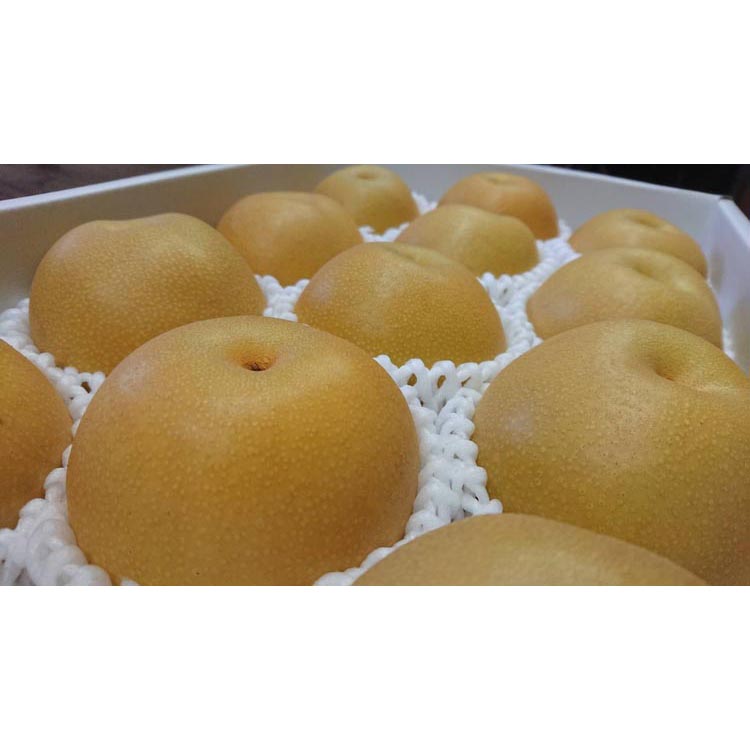 ◆先行予約◆和歌山県産 旬の梨 約4kg ※2025年8月中旬～9月