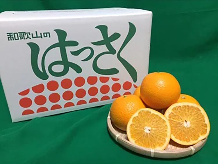 和歌山県産 八朔 6kg 家庭用 ※2026年1月上旬～3月下旬頃に順