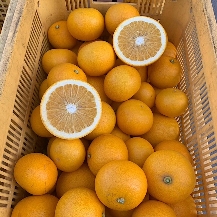 【まごころ手選別】和歌山産有田のはっさく(6玉×1箱、L～2L