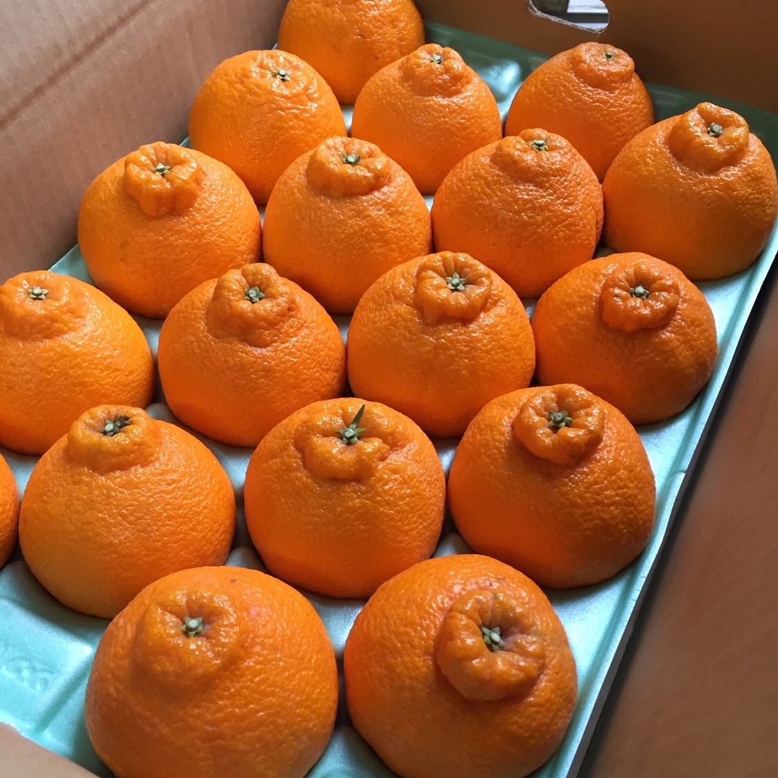 【まごころ手選別】和歌山産　有田の不知火(しらぬひ)5kg(12