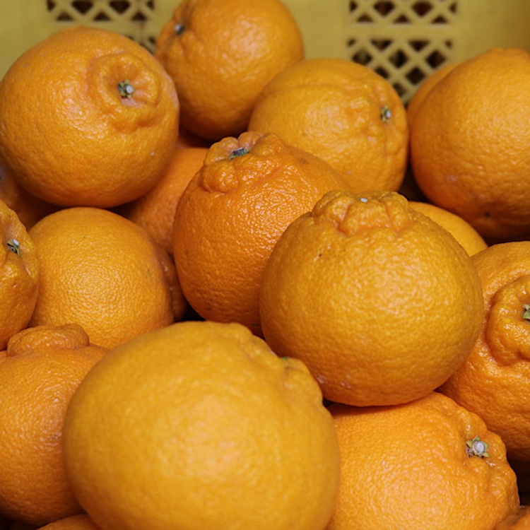 和歌山産　不知火 約3kg【家庭用】 ※2026年2月上旬～4月下旬