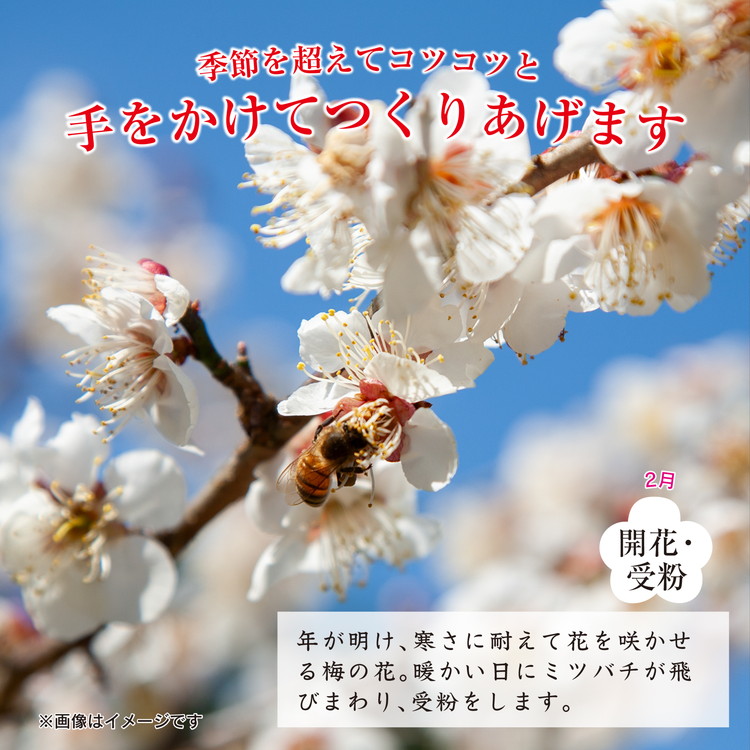 紀州南高梅つぶれ梅（はちみつ漬）塩分8％ 400g×4