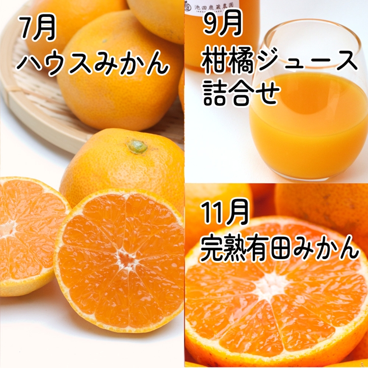 【定期便】家庭用 柑橘定期便 S 6回（奇数月）※北海道・沖