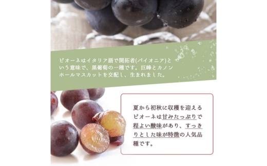 全3回 フルーツ定期便（桃7月、梨8月、ピオーネ9月発送）｜