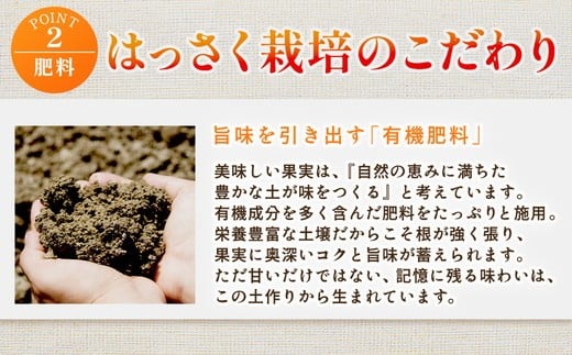 厳選 はっさく1kg+250g（傷み補償分）