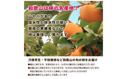 家庭用 訳あり たねなし 柿 2.5kg 【刀根早生・平核無柿（ひ