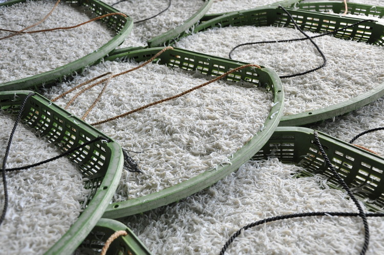 ふるさと特鮮釜揚げしらす 650g 【木箱】｜しらす 魚 鮮魚 