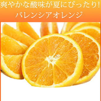 秀品 希少な国産バレンシアオレンジ 5kg ※2026年6月下旬～7