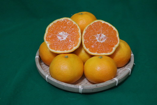 和歌山県産 有田みかん 約3kg 秀品 ※2025年10月中旬～2026年1