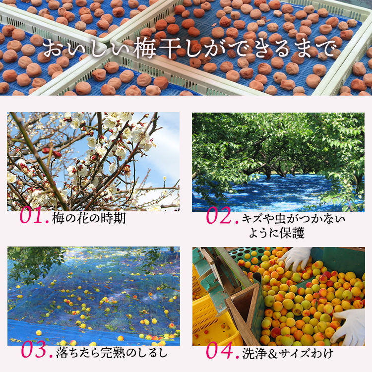 【贈答用】紀州南高梅　優梅　400g　化粧箱入 | ギフト プレ