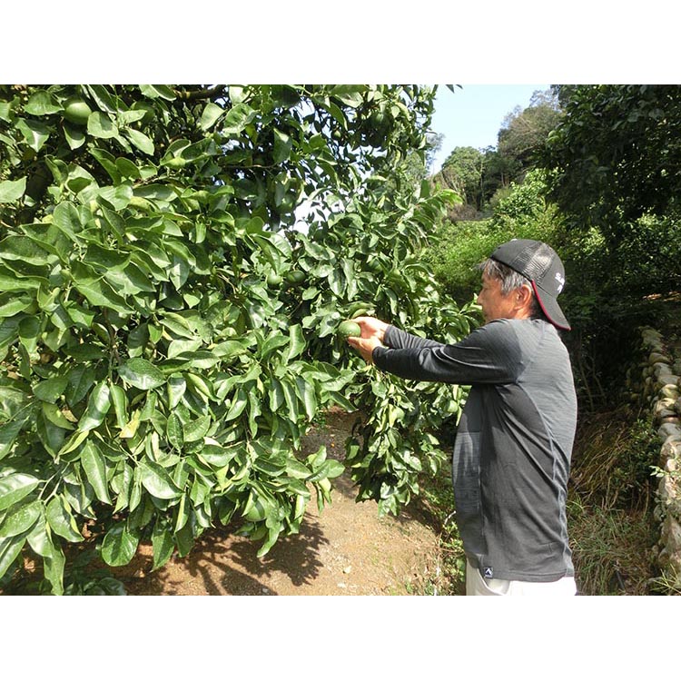 完熟木なりハッサクみかんご家庭用　5kg箱入 | はっさく み