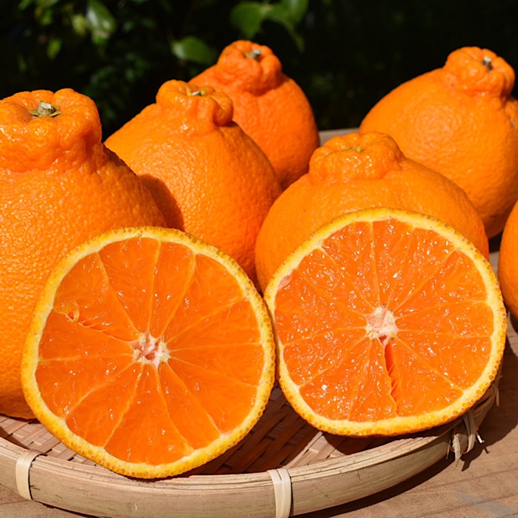 和歌山産　不知火 約3kg【家庭用】 ※2026年2月上旬～4月下旬