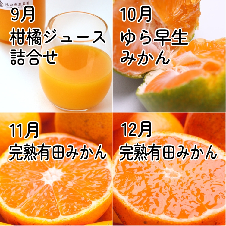 【定期便】家庭用 柑橘定期便 S 12回（毎月）※北海道・沖