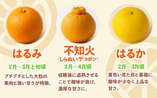 ＜1月より発送＞家庭用 柑橘詰合せ10kg+250g（傷み補償分）（