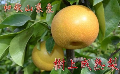 【秋の美味】和歌山の樹上成熟梨 約4kg