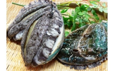 やわコリ食感紀州活アワビ【5個入】◇｜ 海産物 海鮮 魚介