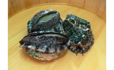やわコリ食感紀州活アワビ【12個入】｜ 海産物 海鮮 魚介類