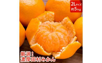 【和歌山特産品】【プレミアムブランド】絶品!田村みかん