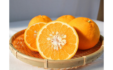 夏みかん7.2kg ※2026年4月中旬頃〜2026年4月下旬頃に順次発送