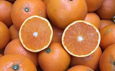 和歌山県産 有田の清見 約5kg 家庭用 ※2026年3月上旬～4月下