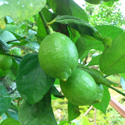 【先行予約】【国産】農家直送!　紀州レモン　約1kg　※2023