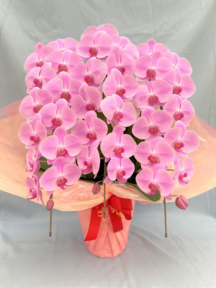 胡蝶蘭大輪系 3本立て（ピンク色）ラッピング・立札付★ギ