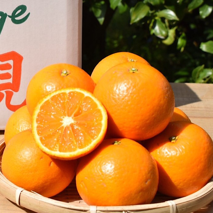 和歌山県産 有田の清見 約5kg 秀品 ※2026年3月上旬～4月下旬