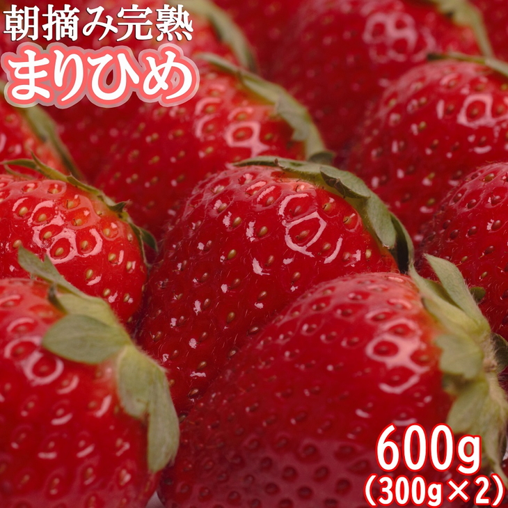 ＜１月より発送＞朝摘み完熟まりひめ約600g（300g前後×2トレ