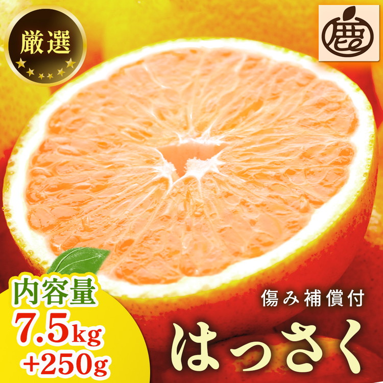 ＜1月より発送＞厳選はっさく7.5kg+250g（傷み補償分） ｜ 八