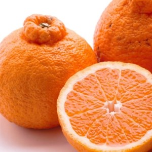 ＜2月より発送＞厳選 不知火2.5kg+250g（傷み補償分）◇【デ