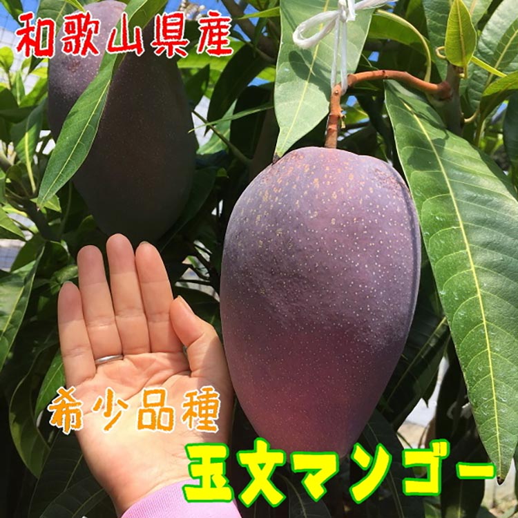 【希少マンゴー】濃厚 玉文 マンゴー 約800g(1～3玉)  ｜ 先行
