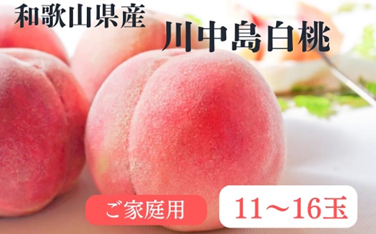 【先行予約】和歌山県産 川中島白桃 桃 11～16玉入り 訳あり