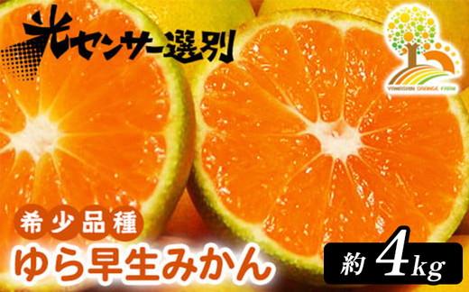 【先行予約】ゆら早生 みかん 濃厚な味わい 約4kg 希少品種