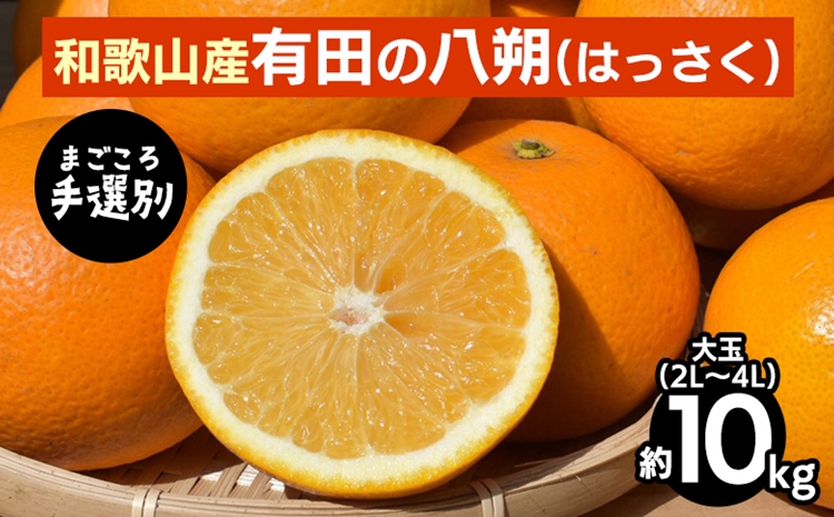 【まごころ手選別】有田のはっさく・10kg大玉(2L～4L) ※2026
