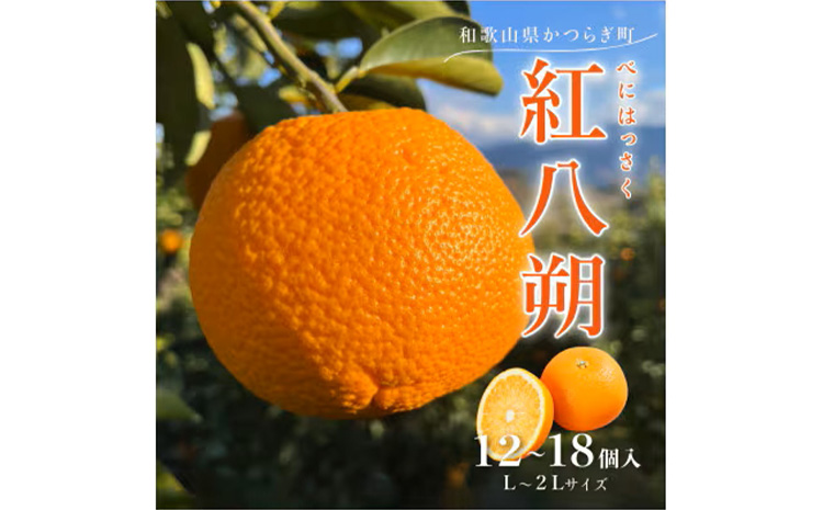 先行予約!紅はっさく 約5kg/12～18個入り(L～2Lサイズ)こだわ