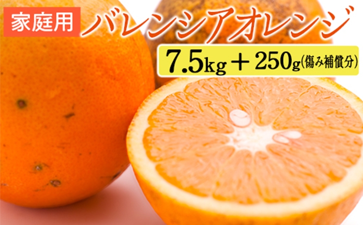 家庭用 バレンシアオレンジ7.5kg+250g（傷み補償分）